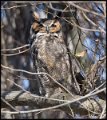 _8SB7921 great-horned Owl Male